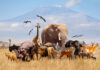 Group of animals in African savannah with Mount Kilimanjaro.