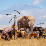 Group of animals in African savannah with Mount Kilimanjaro.