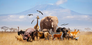 Group of animals in African savannah with Mount Kilimanjaro.