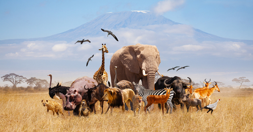 Group of animals in African savannah with Mount Kilimanjaro.