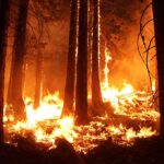 Forest engulfed in flames during a wildfire.