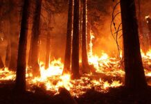 Forest engulfed in flames during a wildfire.