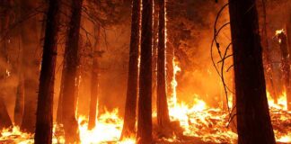 Forest engulfed in flames during a wildfire.