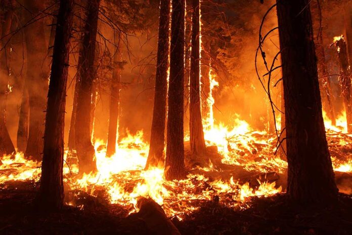 Forest engulfed in flames during a wildfire.