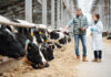 Farmer and veterinarian inspecting cows in a dairy farm.