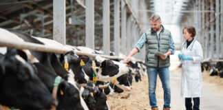 Farmer and veterinarian inspecting cows in a dairy farm.