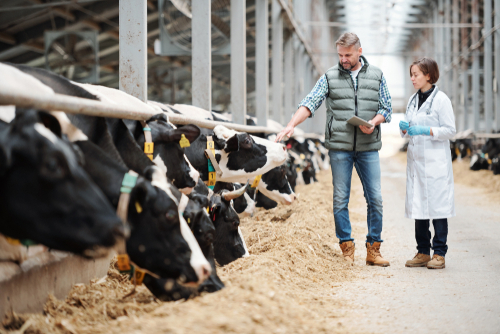 Farmer and veterinarian inspecting cows in a dairy farm.