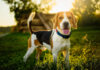 Happy beagle dog standing on grass at sunset.