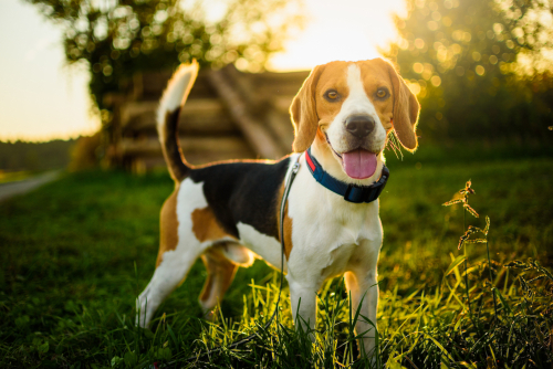 Happy beagle dog standing on grass at sunset.