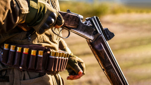 Person loading a double-barreled shotgun with a belt of shotgun shells