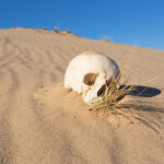 A skull partially buried in sand with sparse grass around it