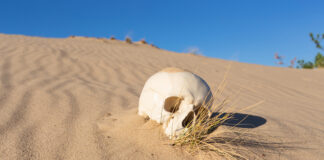 A skull partially buried in sand with sparse grass around it