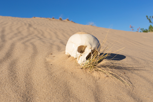 A skull partially buried in sand with sparse grass around it
