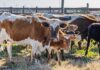 Longhorn cattle herd standing in a corral