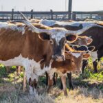 Longhorn cattle herd standing in a corral
