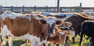 Longhorn cattle herd standing in a corral