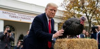 A man in a suit interacting with a turkey during a Thanksgiving pardon ceremony