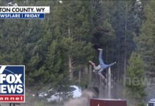 SHOCKING video: Bison sends tourist FLYING at Yellowstone National Park