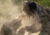Bear Crisis Explodes — Troops Roll In Two bears engaging in a playful fight surrounded by dust