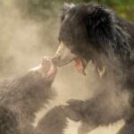 Bear Crisis Explodes — Troops Roll In Two bears engaging in a playful fight surrounded by dust