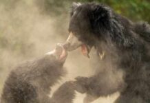 Two bears engaging in a playful fight surrounded by dust