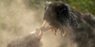 Two bears engaging in a playful fight surrounded by dust