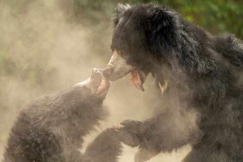 Two bears engaging in a playful fight surrounded by dust