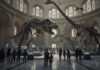 Visitors observing dinosaur skeletons in a museum hall