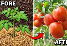 Viral Cake Fight Wrecks Restaurant Ratings Do This NOW and Your Tomato Plants Will LOVE You!