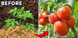 Do This NOW and Your Tomato Plants Will LOVE You!