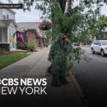Spy Shrub Ambushes Drivers New Jersey officer disguised as shrub to catch distracted drivers