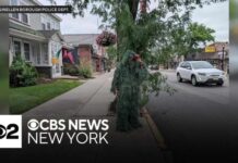 Spy Shrub Ambushes Drivers New Jersey officer disguised as shrub to catch distracted drivers
