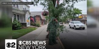 New Jersey officer disguised as shrub to catch distracted drivers
