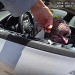 5 dogs rescued from hot car in Newport Beach