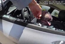 5 dogs rescued from hot car in Newport Beach