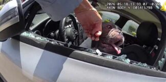 5 dogs rescued from hot car in Newport Beach