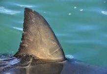 Great White KILLS 63-Year-Old Shark dorsal fin above calm blue water