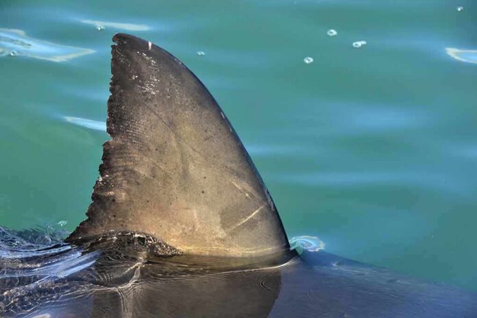 Shark dorsal fin above calm blue water