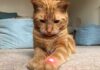 Rescue Kitten Upstages Braves’ Farm Night ginger cat focused on a red laser dot on its paw