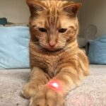 ginger cat focused on a red laser dot on its paw