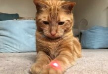 ginger cat focused on a red laser dot on its paw