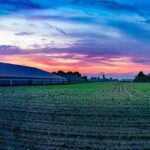 Wide farm field at sunrise beside a long barn