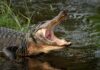 American alligator with open mouth at water’s edge