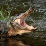 American alligator with open mouth at water’s edge