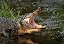 Dusk Turned Deadly at Popular Florida Park American alligator with open mouth at water’s edge