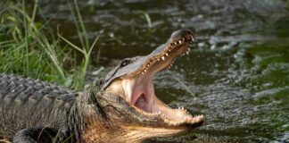 American alligator with open mouth at water’s edge