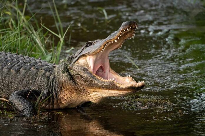 shutterstock_1958139145-1 American alligator with open mouth at water’s edge